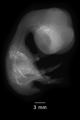 stage 35 chick embryo x-ray